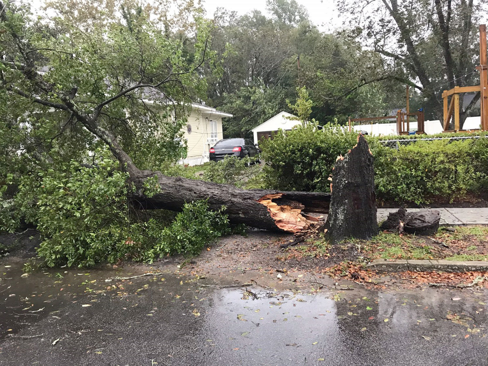 Michael-downed tree Bamberg County
